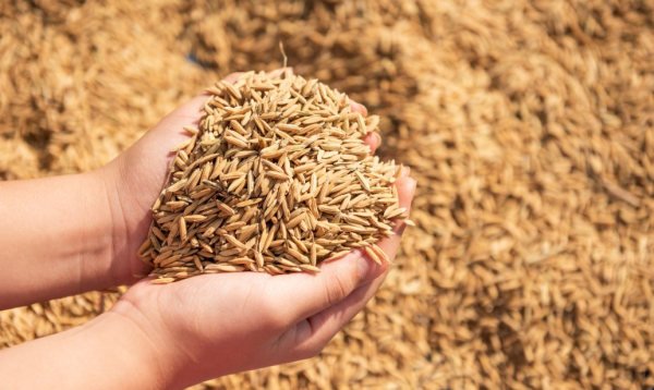 Завершение жатвы: аграрии Казахстана собрали почти 27 млн тонн зерна