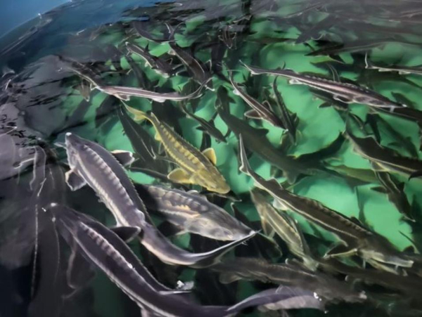 В Костанае выращивают осетровых по современным экологическим технологиям В Костанае выращивают осетровых по современным экологическим технологиям