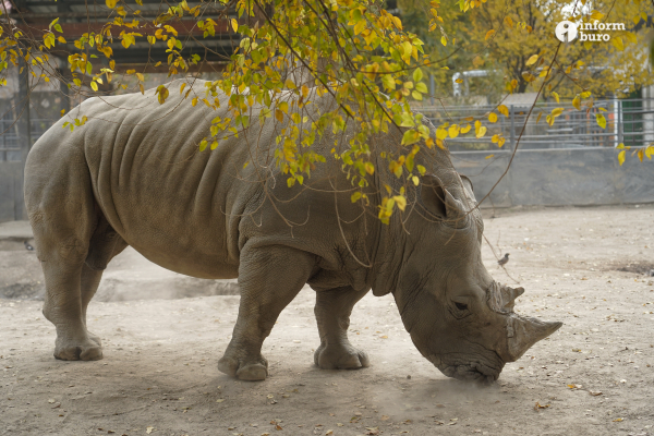Тамандуа, туканы и бинтуронги: какие редкие животные появятся в зоопарке Алматы и какие уже появились. Фоторепортаж Informburo.kz
 
Тамандуа, туканы и бинтуронги: какие редкие животные появятся в зоопарке Алматы и какие уже появились. Фоторепортаж Informburo.kz
