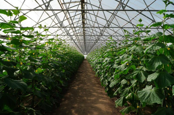 Аким области посетил предприятие «Органико» в Есильском районе Аким области посетил предприятие «Органико» в Есильском районе