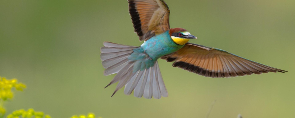 Сотни фазанов выпустили в зеленую зону Астаны 