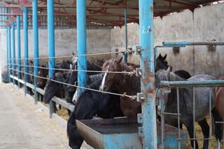 Есильский район: цифровые поля, высокая урожайность и новые возможности Есильский район: цифровые поля, высокая урожайность и новые возможности