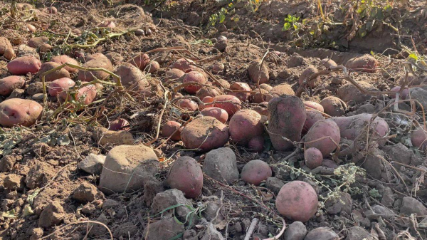 В Жамбылской области собрали высокий урожай В Жамбылской области собрали высокий урожай
