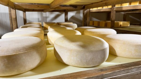 Костанайская область — центр инноваций АПК