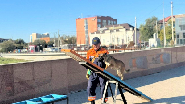 В Казахстане усиливается система подготовки кинологических расчётов МЧС