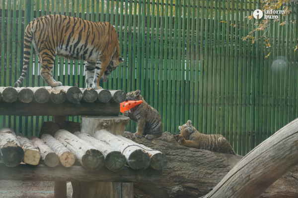 Тамандуа, туканы и бинтуронги: какие редкие животные появятся в зоопарке Алматы и какие уже появились. Фоторепортаж Informburo.kz
 
Тамандуа, туканы и бинтуронги: какие редкие животные появятся в зоопарке Алматы и какие уже появились. Фоторепортаж Informburo.kz