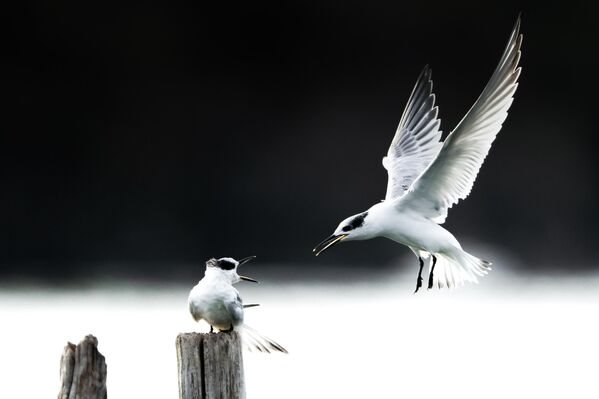 Гол с "закрытыми" глазами и удивлённый морж: забавные новости в фотографиях со всего мира