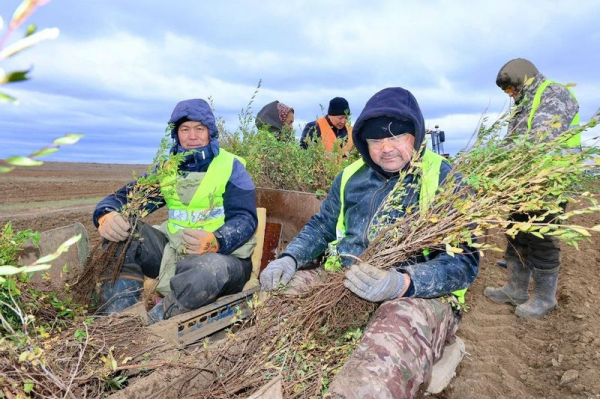 В Карагандинской области стартовала осенняя кампания по озеленению В Карагандинской области стартовала осенняя кампания по озеленению