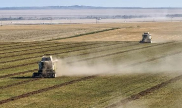 Урожай зерновых и зернобобовых в Казахстане превысил 22 млн тонн