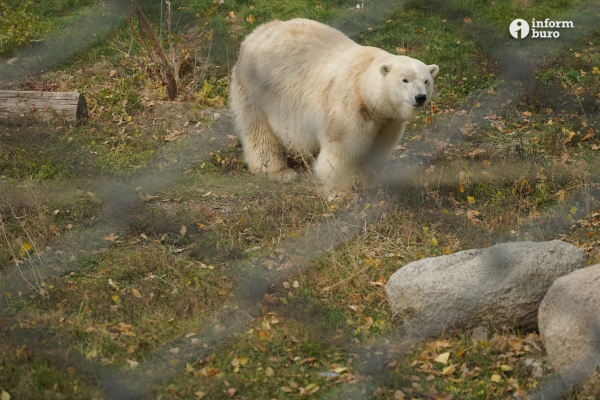 Тамандуа, туканы и бинтуронги: какие редкие животные появятся в зоопарке Алматы и какие уже появились. Фоторепортаж Informburo.kz
 
Тамандуа, туканы и бинтуронги: какие редкие животные появятся в зоопарке Алматы и какие уже появились. Фоторепортаж Informburo.kz