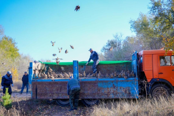 Более 300 жетысуских фазанов выпустили на территории зелёного пояса Астаны
Более 300 жетысуских фазанов выпустили на территории зелёного пояса Астаны
