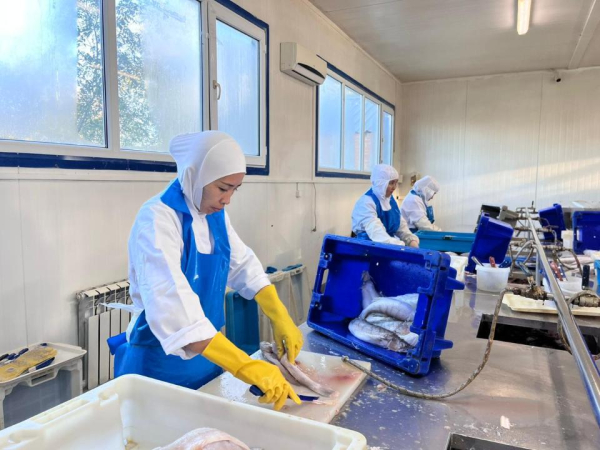 Аралский регион возвращает статус центра рыбной промышленности Казахстана Аралский регион возвращает статус центра рыбной промышленности Казахстана