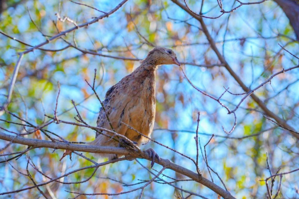 Сотни фазанов выпустили в зеленую зону Астаны 