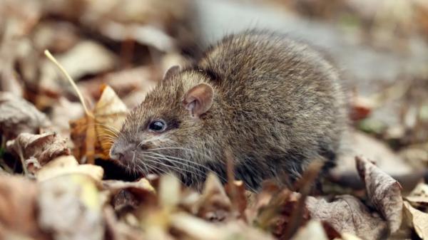 Борьба с крысами в Алматы: в каких районах завершили дератизацию
Борьба с крысами в Алматы: в каких районах завершили дератизацию