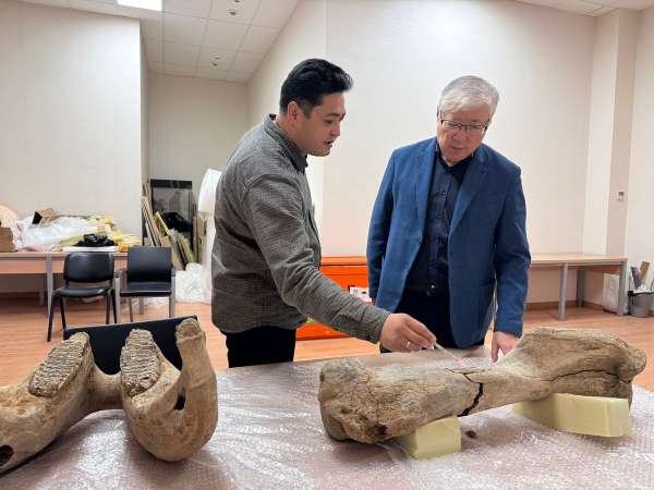 
Останки мамонта, жившего около 40 тысяч лет назад, нашли в Акмолинской области
