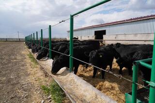 Есильский район: цифровые поля, высокая урожайность и новые возможности Есильский район: цифровые поля, высокая урожайность и новые возможности