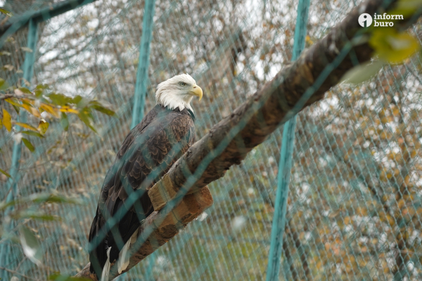 Тамандуа, туканы и бинтуронги: какие редкие животные появятся в зоопарке Алматы и какие уже появились. Фоторепортаж Informburo.kz
 
Тамандуа, туканы и бинтуронги: какие редкие животные появятся в зоопарке Алматы и какие уже появились. Фоторепортаж Informburo.kz