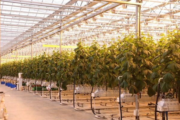 Казахстан занял первое место по объему экспортируемых товаров из Курганской области Казахстан занял первое место по объему экспортируемых товаров из Курганской области