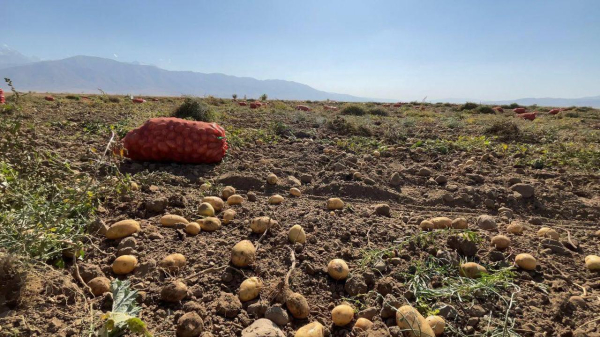 В Жамбылской области собрали высокий урожай В Жамбылской области собрали высокий урожай