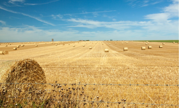 Пшеница убрана с 12 млн гектаров — Казахстан подводит итоги урожайного года Пшеница убрана с 12 млн гектаров — Казахстан подводит итоги урожайного года