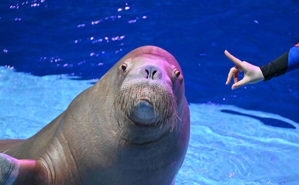 Гол с "закрытыми" глазами и удивлённый морж: забавные новости в фотографиях со всего мира