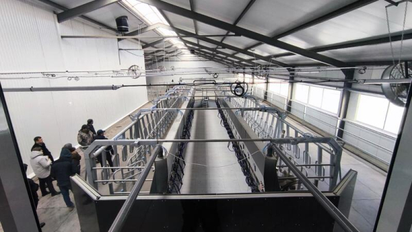 В Костанайской области запустили молочно-товарную ферму на 1200 голов