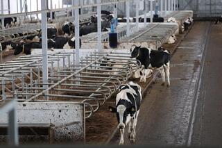 Цифровая ферма в сердце Акмолинской области: в Аккольском районе появились роботы-дояры Цифровая ферма в сердце Акмолинской области: в Аккольском районе появились роботы-дояры