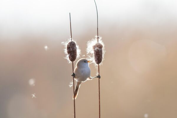 Свадебный футбол и пикантный заплыв ведьм: итоги недели в 10 забавных кадрах Свадебный футбол и пикантный заплыв ведьм: итоги недели в 10 забавных кадрах