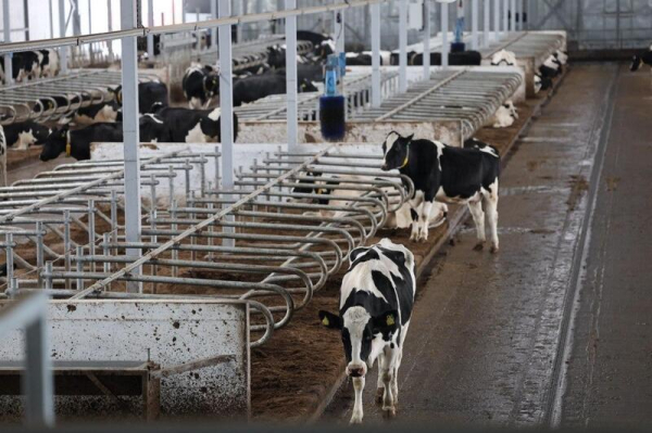 Цифровая ферма в сердце Акмолинской области: в Аккольском районе появились роботы-дояры Цифровая ферма в сердце Акмолинской области: в Аккольском районе появились роботы-дояры