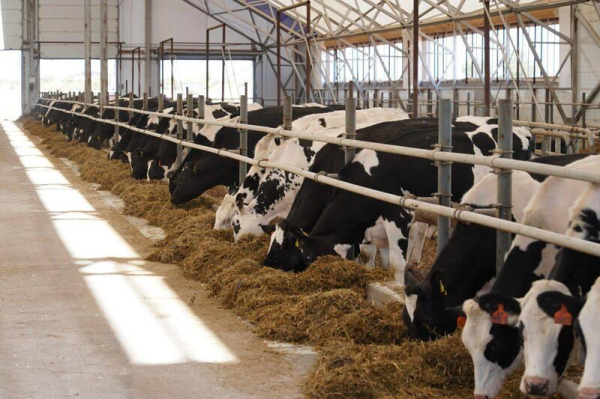 Сельхозпродукцию на 1 триллион тенге произвели в Акмолинской области