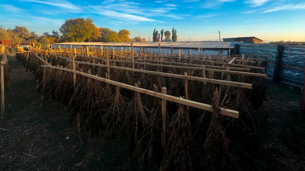 КНБ усилил борьбу с наркотрафиком: изъято 622 кг запрещённых веществ