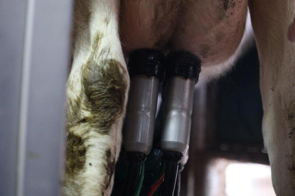 Цифровая ферма в сердце Акмолинской области: в Аккольском районе появились роботы-дояры Цифровая ферма в сердце Акмолинской области: в Аккольском районе появились роботы-дояры