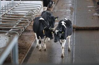 Цифровая ферма в сердце Акмолинской области: в Аккольском районе появились роботы-дояры Цифровая ферма в сердце Акмолинской области: в Аккольском районе появились роботы-дояры