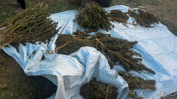 КНБ усилил борьбу с наркотрафиком: изъято 622 кг запрещённых веществ