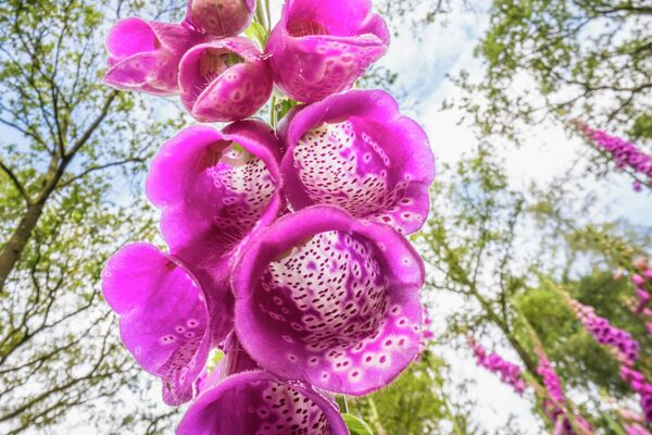 "Время присмотреться": эти фото из мира дикой природы не оставят вас равнодушными! "Время присмотреться": эти фото из мира дикой природы не оставят вас равнодушными!