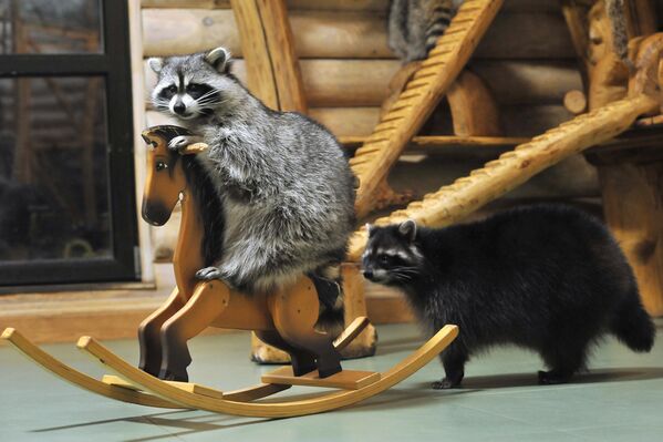 Свадебный футбол и пикантный заплыв ведьм: итоги недели в 10 забавных кадрах Свадебный футбол и пикантный заплыв ведьм: итоги недели в 10 забавных кадрах