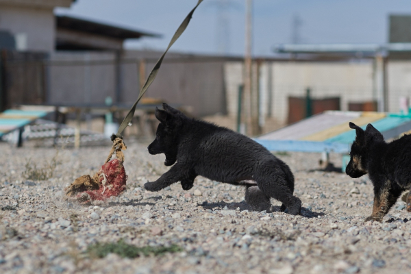Щенки тоже готовы служить стране: в Нацгвардии увеличивается число породистых служебных собак Щенки тоже готовы служить стране: в Нацгвардии увеличивается число породистых служебных собак