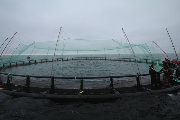 30 тысяч мальков форели выпустили на рыбоводческой ферме в Каспийском море 30 тысяч мальков форели выпустили на рыбоводческой ферме в Каспийском море