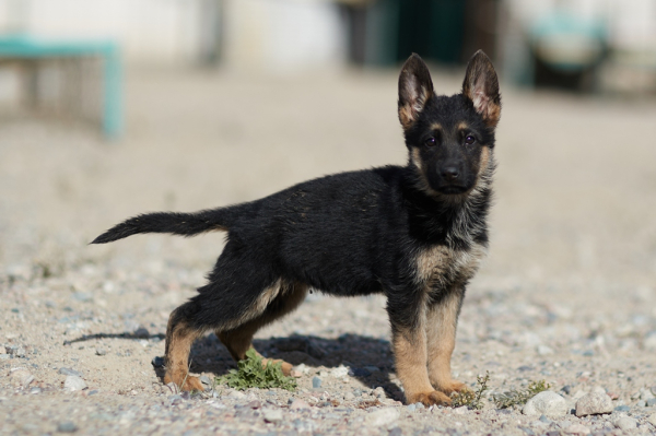 Щенки тоже готовы служить стране: в Нацгвардии увеличивается число породистых служебных собак Щенки тоже готовы служить стране: в Нацгвардии увеличивается число породистых служебных собак