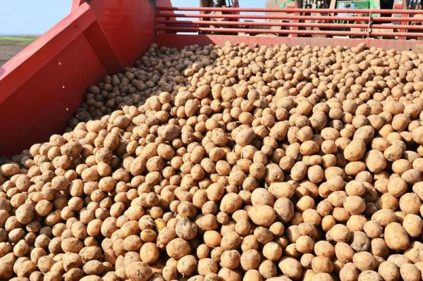 Урожай зерна и картофеля: агросектор Карагандинской области демонстрирует рост
