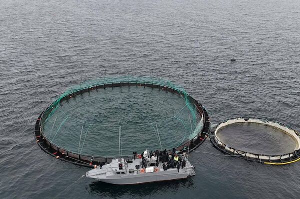 30 тысяч мальков форели выпустили на рыбоводческой ферме в Каспийском море 30 тысяч мальков форели выпустили на рыбоводческой ферме в Каспийском море