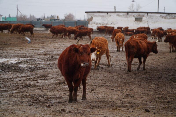 В Ерейментауском районе формируется крупный мясной кластер