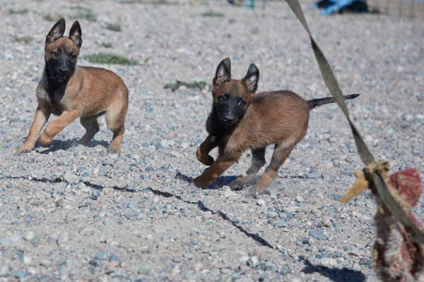Щенки тоже готовы служить стране: в Нацгвардии увеличивается число породистых служебных собак Щенки тоже готовы служить стране: в Нацгвардии увеличивается число породистых служебных собак