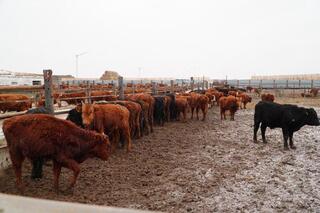 В Ерейментауском районе формируется крупный мясной кластер