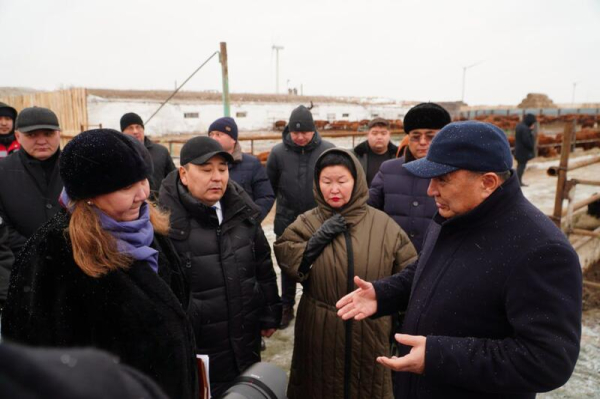 В Ерейментауском районе формируется крупный мясной кластер