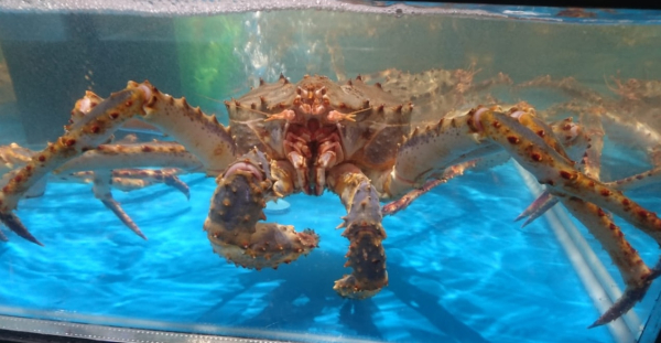 Свежие морепродукты для Алматы и Астаны: кто формирует новый рынок Казахстана Свежие морепродукты для Алматы и Астаны: кто формирует новый рынок Казахстана