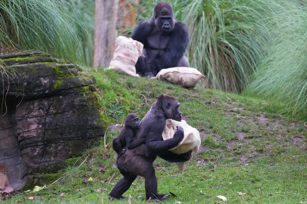От заплыва памяти в Сиднее до фестиваля причесок в Нигерии: самые яркие фото недели От заплыва памяти в Сиднее до фестиваля причесок в Нигерии: самые яркие фото недели