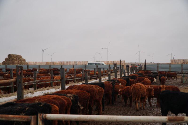 В Ерейментауском районе формируется крупный мясной кластер