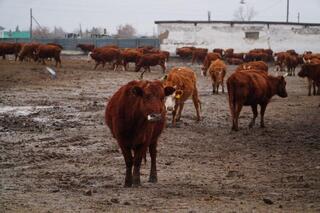 В Ерейментауском районе формируется крупный мясной кластер