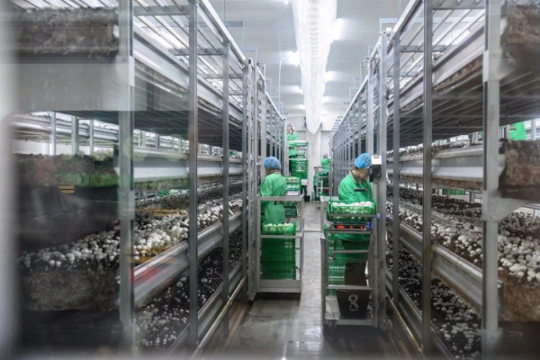 Производство сгущенного молока с европейским оборудованием открыли в СКО